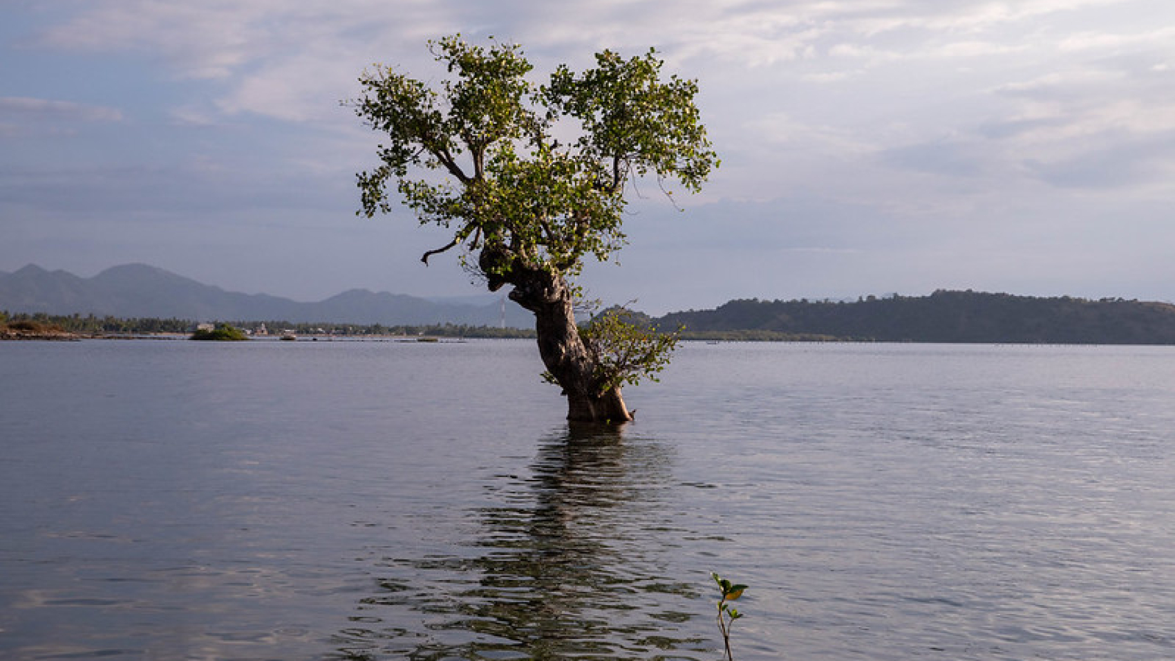 Mangrove area in Sumbawa, West Nusa Tenggara