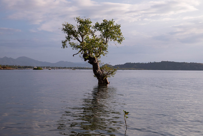 Mangrove area in Sumbawa, West Nusa Tenggara