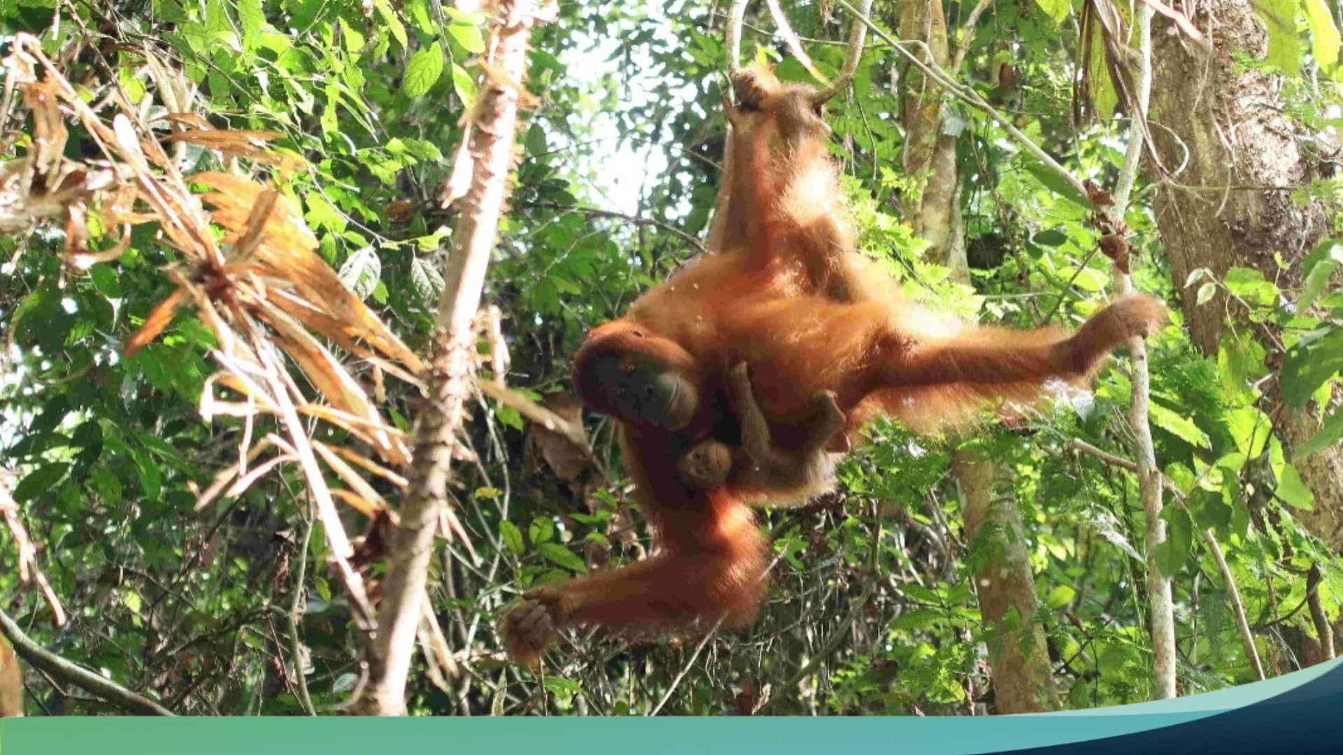 Orangutan Rambo with its Newborn Raja