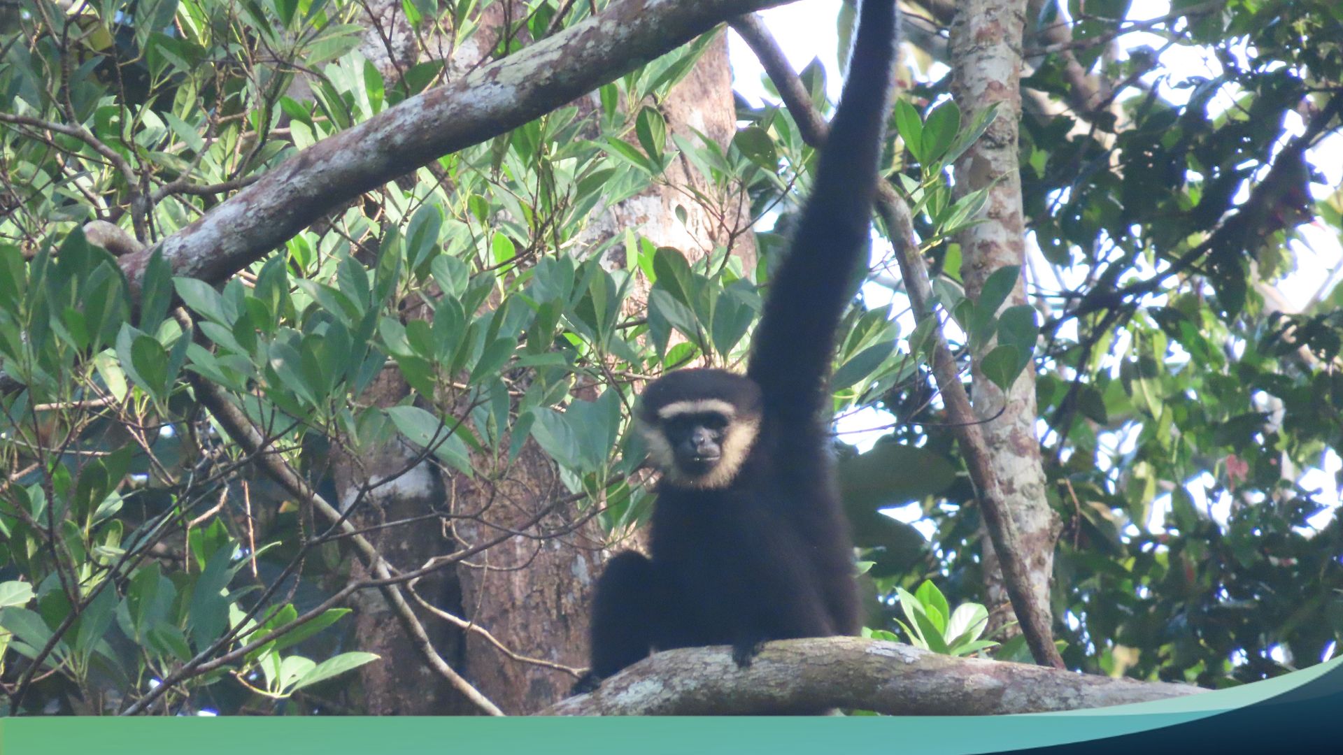 Hutan HarapanIKI 32